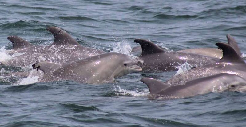 Atlantic City: Dolphin Watching Ocean Cruise Adventure - Customer Feedback and Ratings