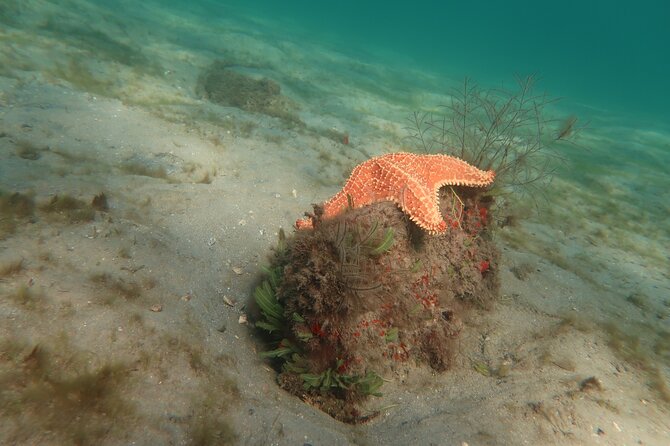 Atlantic Ocean Snorkeling Experience - Meeting and Pickup
