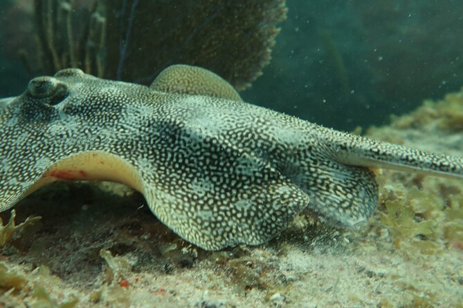 Atlantic Ocean Snorkeling Experience - Tour Details