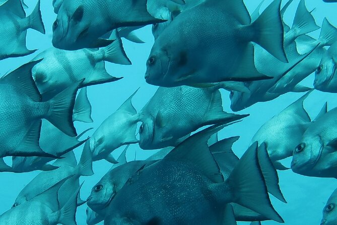 Atlantic Ocean Snorkeling Experience - Suitable for All Skill Levels