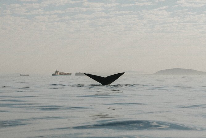 Atlantic Outlook Kayak Tour Cape Town - Sights and Scenery