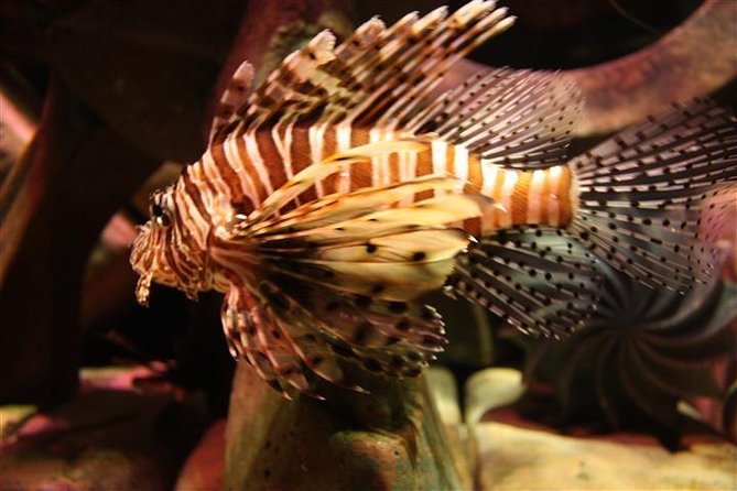 Atlantis Lost-Chamber Aquarium Dubai - Accessibility and Confirmation