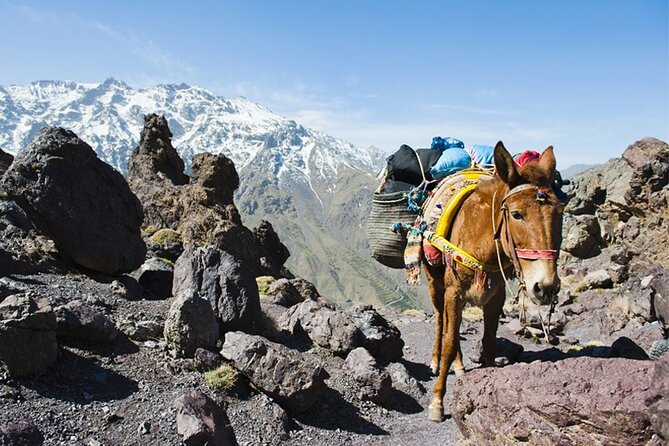 Atlas Mountains and 3 Valleys Guided Day Tour With Lunch - Scenic Stops and Viewpoints
