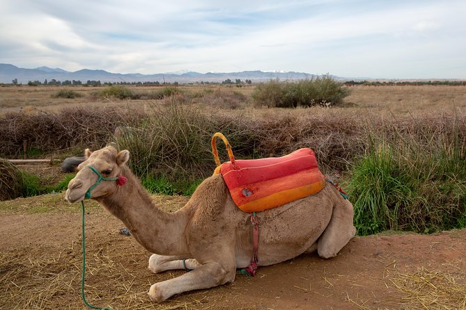 Atlas Mountains and 3 Valleys & Waterfalls - Camel Ride Marrakech - Booking and Confirmation