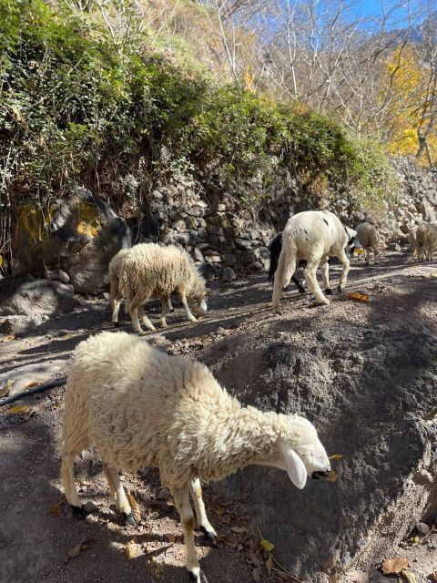 Atlas Mountains Day Trip - Itinerary Details