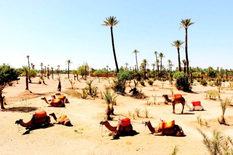 Atlas Mountains: Guided Day Trip With Camel Trekking - Argan Oil Production