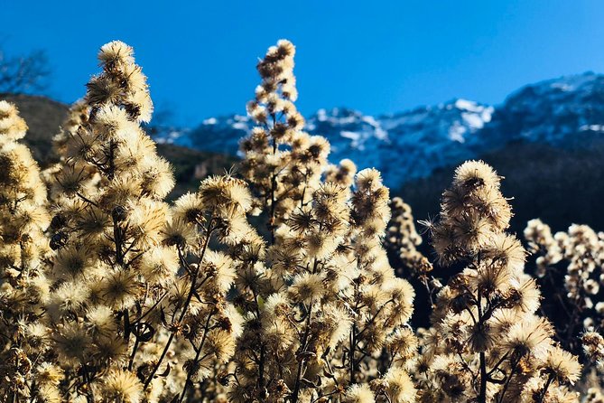 Atlas Mountains, Imlil, 4 Valleys Day Trip and Camel Ride From Marrakech - Traveler Feedback Highlights