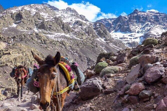 Atlas Mountains Waterfalls and 3 Valley With Lunch in Marrakesh - Booking Your Stay