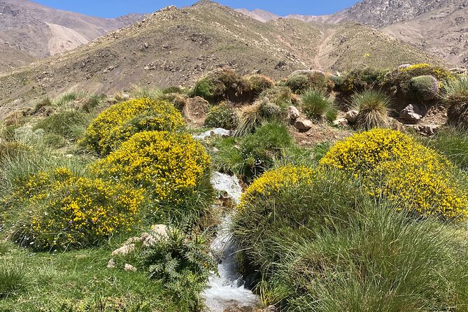 Atlas Private Day Tour and Berber Experience - Tour Overview