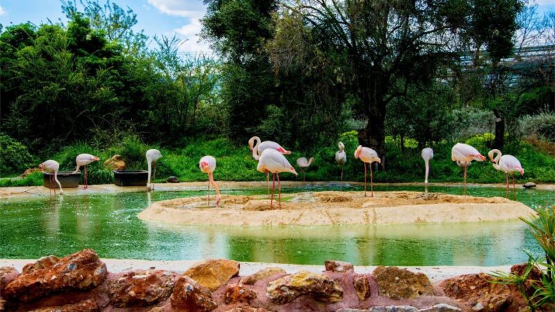 Attica Zoo Park and Designer Outlet Shopping Private Tour - Key Points