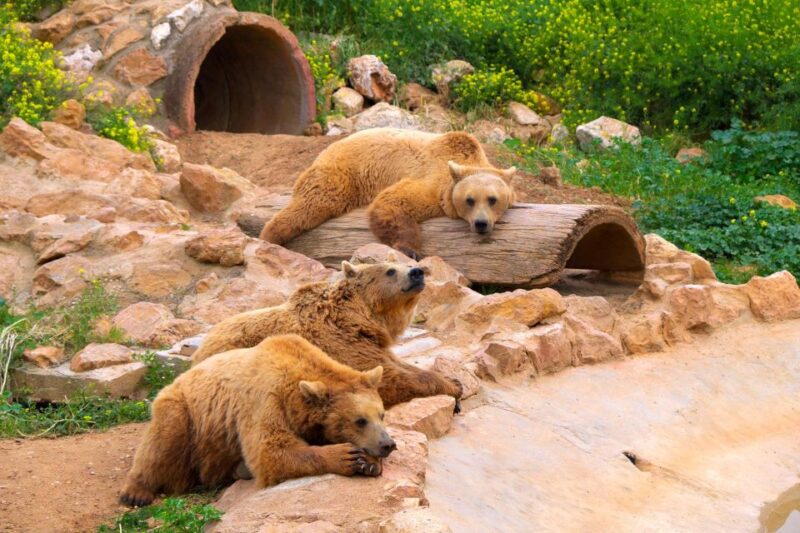 Attica Zoo Park and Designer Outlet Shopping Private Tour - Discounts and Shopping Opportunities