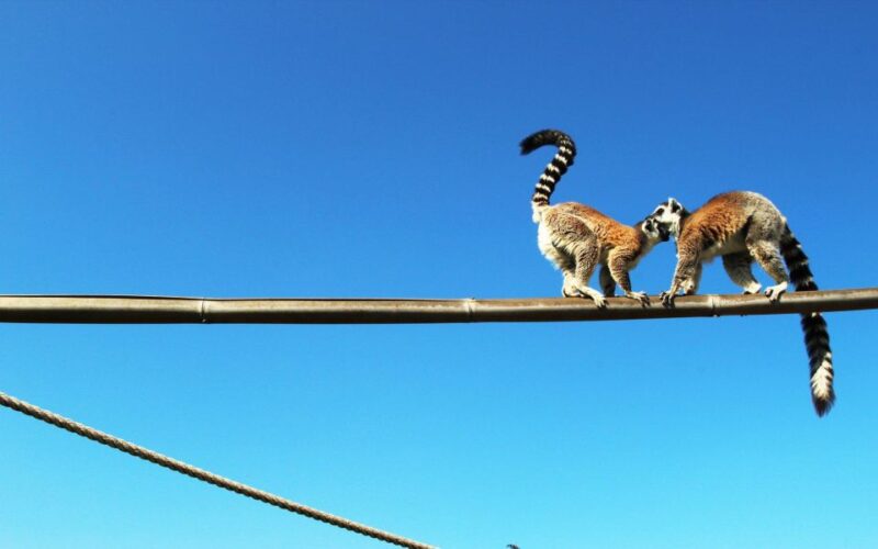 Attica Zoo Park and Designer Outlet Shopping Private Tour - Booking and Cancellation Policy