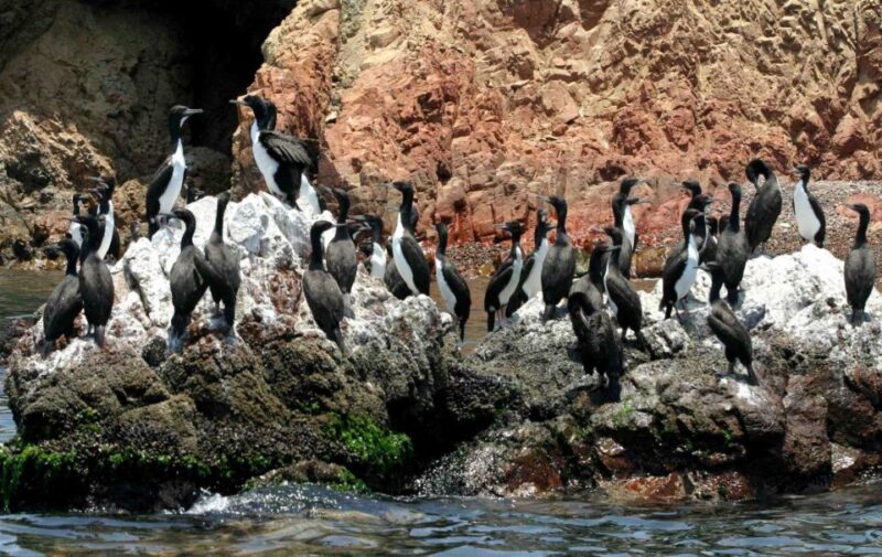 ATV Adventure Ballestas Island and Paracas National Reserve - Restrictions