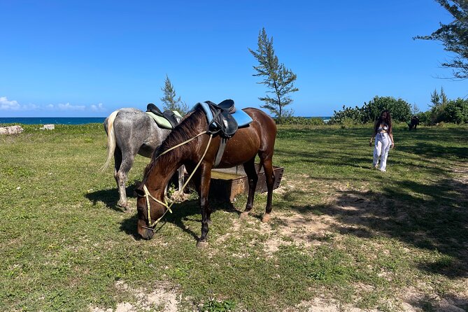 ATV and Horseback Ride N Swim Adventure Tour in Montego Bay - Traveler Information