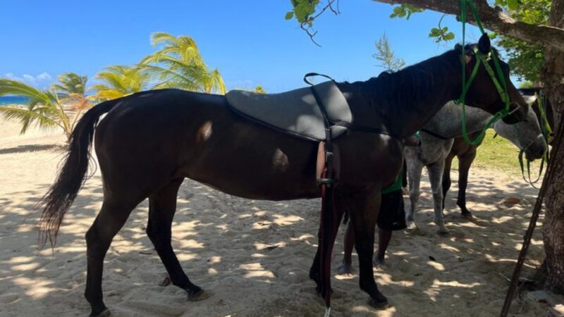 ATV, Bamboo Rafting & Horseback Ride Tour From Montego Bay - Key Points