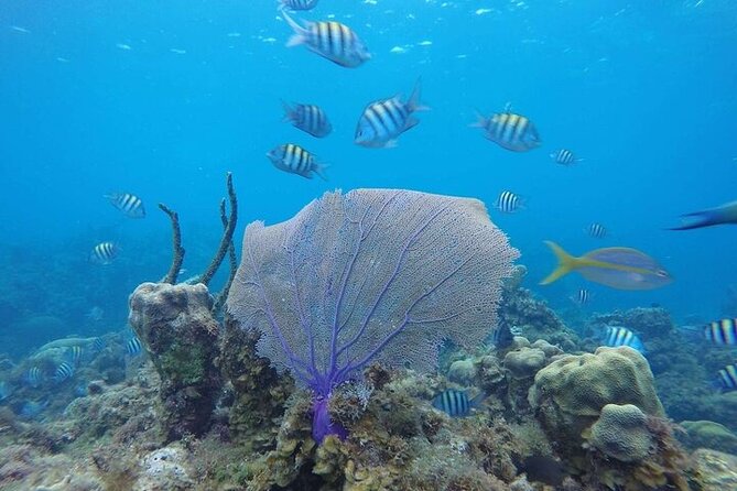 ATV, Dunn's River Falls & Catamaran Party Cruise With Snorkeling - Participant Eligibility