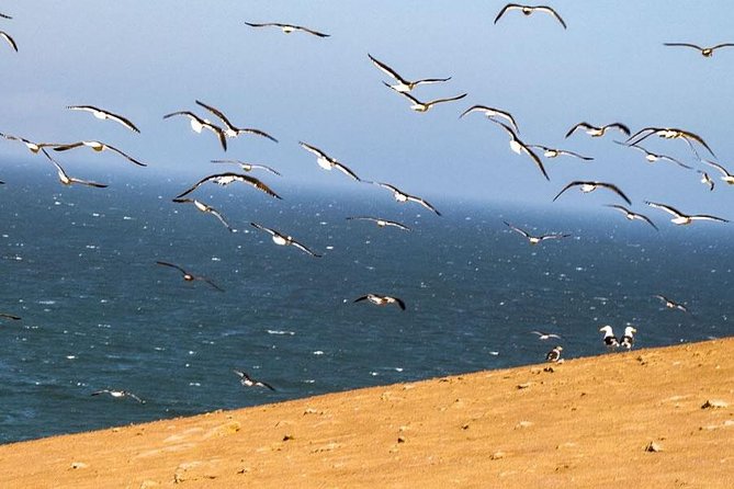ATV Tour Adventure in Reserva Nacional De Paracas - Starting Point and Meeting