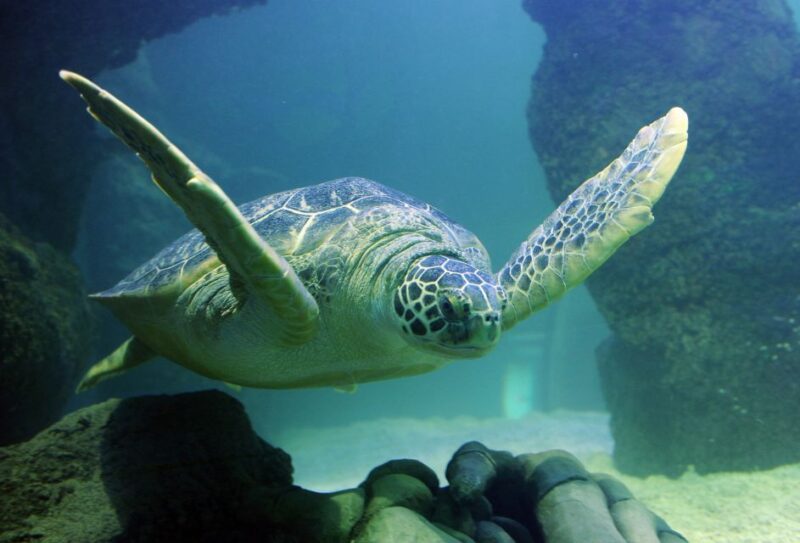 Auburn Hills: Legoland and Sea Life Aquarium Combo Ticket - Visit Logistics