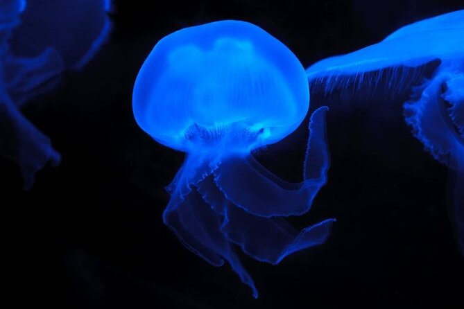 Auckland Bioluminescence Kayak Tour - Accessibility Information