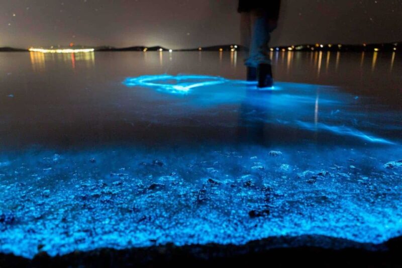 Auckland: Bioluminescence Kayak Tour - Experience Highlights