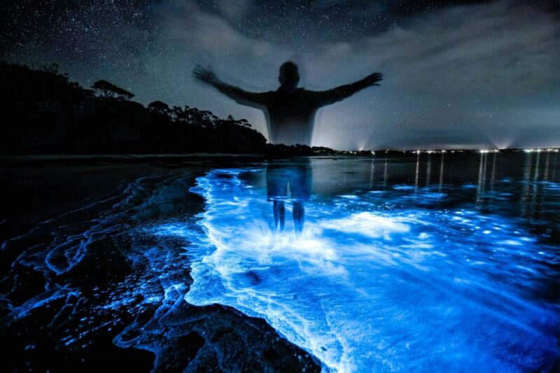 Auckland: Bioluminescence Kayak Tour - Participant Information
