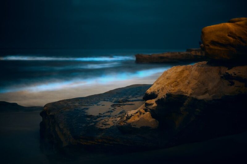 Auckland: Bioluminescence Kayak Tour - Guided by Knowledgeable Experts