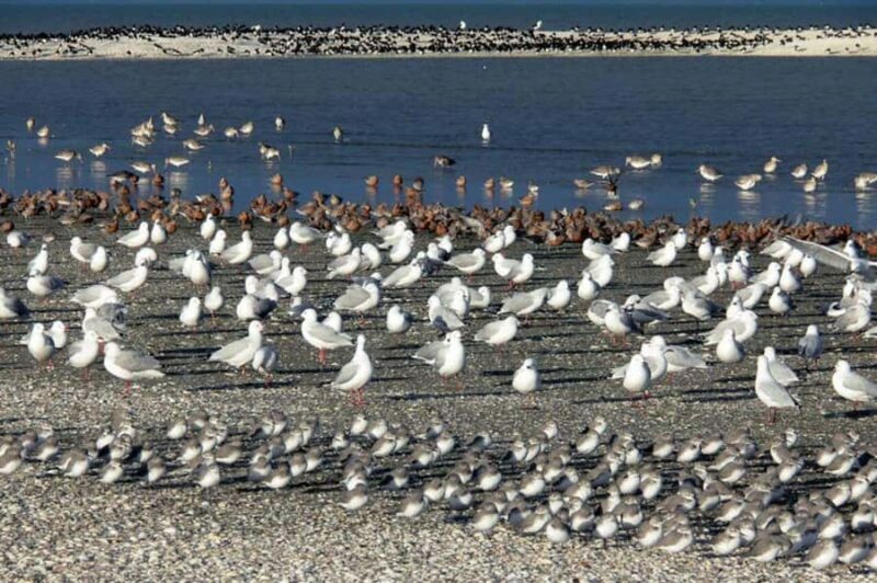 Auckland: Birdwatching, Hiking & Waterfalls Tour - Starting with a Private Pickup and Rural Drive
