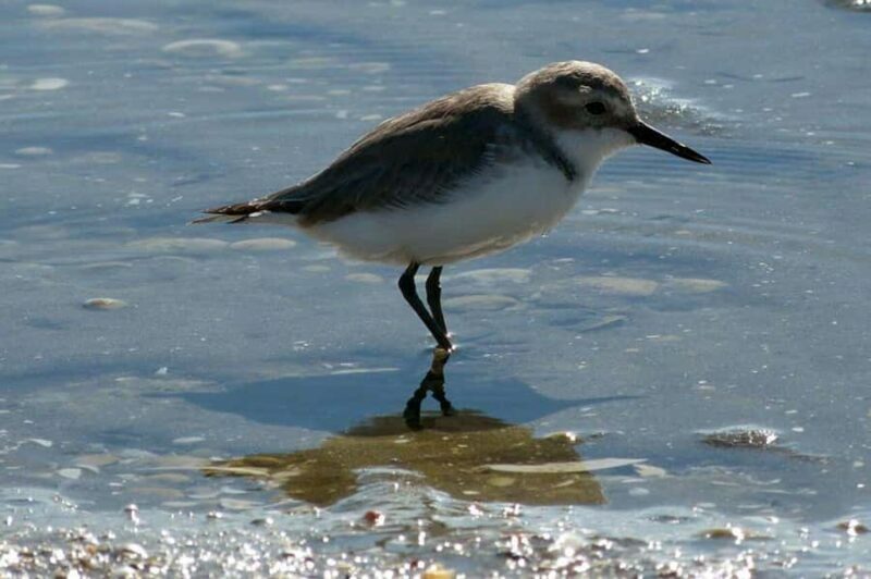 Auckland: Birdwatching, Hiking & Waterfalls Tour - Lunch at a Local Café: A Taste of Regional Hospitality