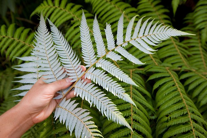 Auckland City and West Coast Full Day Tour - Cultural Insights and History