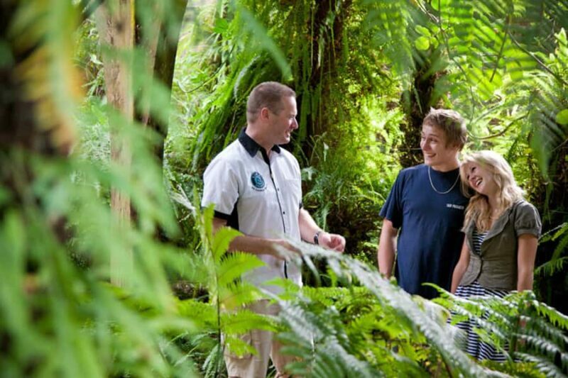 Auckland City and West Coast Luxury Tour - Visiting the Waitakere Ranges and Rainforests