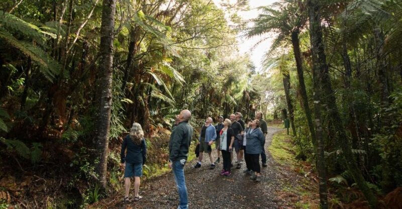 Auckland City, Beaches & Rainforest Premium Small Group Tour - Morning Exploration