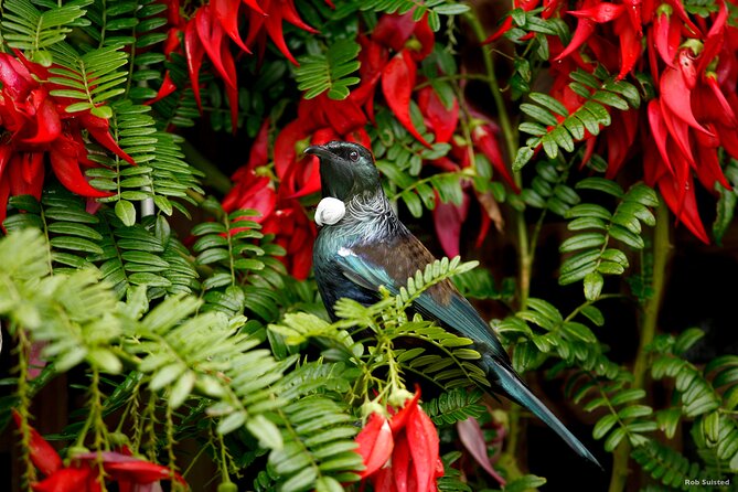 Auckland City Highlights, Afternoon Piha Beach & Rainforest Tour - Logistics and Accessibility