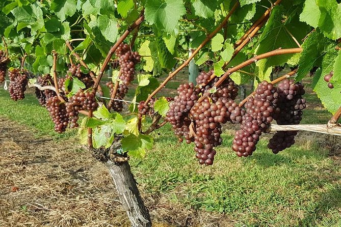 Auckland City Tour & Kumeu Wine Country Includes Wine Tastings & Lunch - Devonport Visit