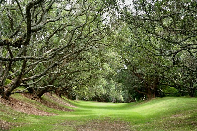 Auckland Coastal Experience - Small Group City & Beach Tour Incl. Wine Tasting - Transportation and Pickup