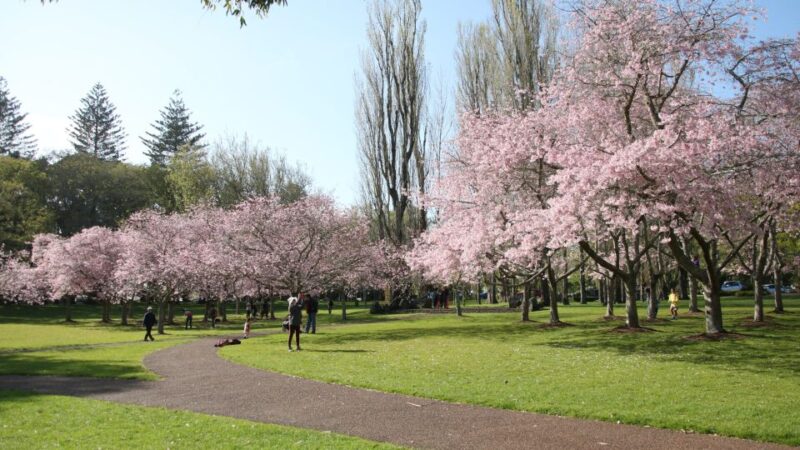Auckland: Full-Day City Tour - Key Points
