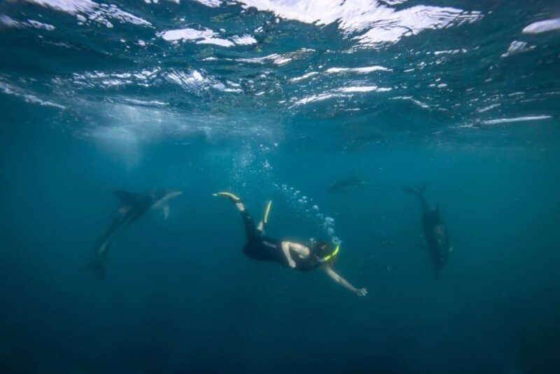 Auckland: Guided Snorkeling and Island Exploration Tours - Ferry Times for Tiritiri Matangi Island
