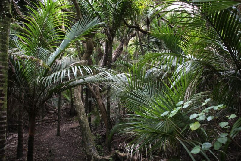 Auckland: Half-Day Private City Highlights Tour - Inclusions and Recommendations