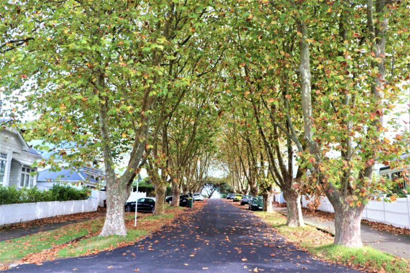 Auckland: Ship to Shore Half-Day Excursion - Key Points
