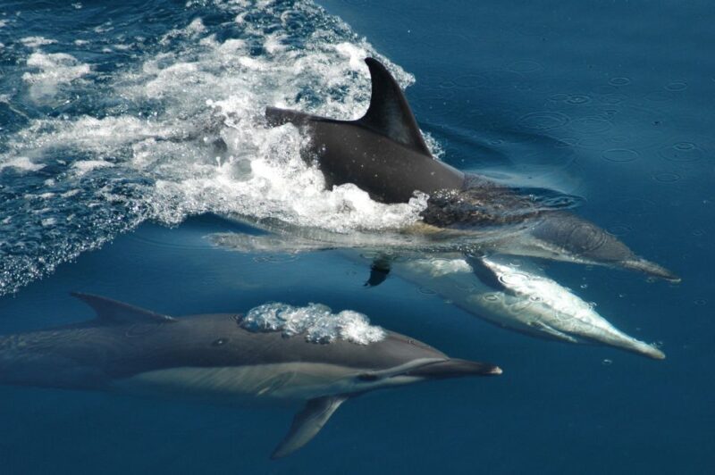 Auckland: Tikapa Moana Whale and Dolphin Wildlife Cruise - Key Points