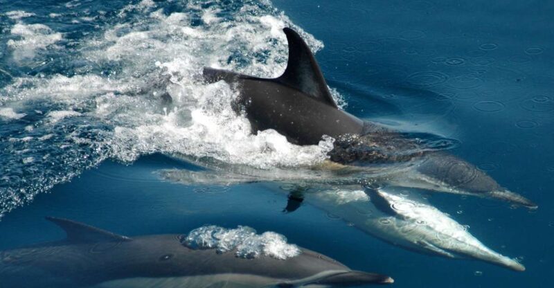 Auckland: Tikapa Moana Whale and Dolphin Wildlife Cruise - Experience Highlights