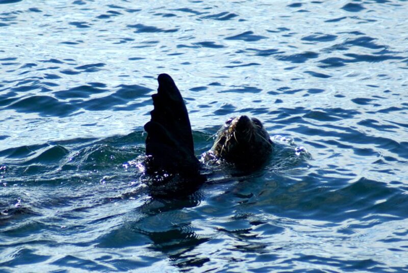 Auckland: Tikapa Moana Whale and Dolphin Wildlife Cruise - Onboard Amenities