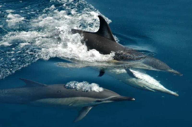 Auckland: Tikapa Moana Whales, Dolphins and Islands Cruise - Key Points