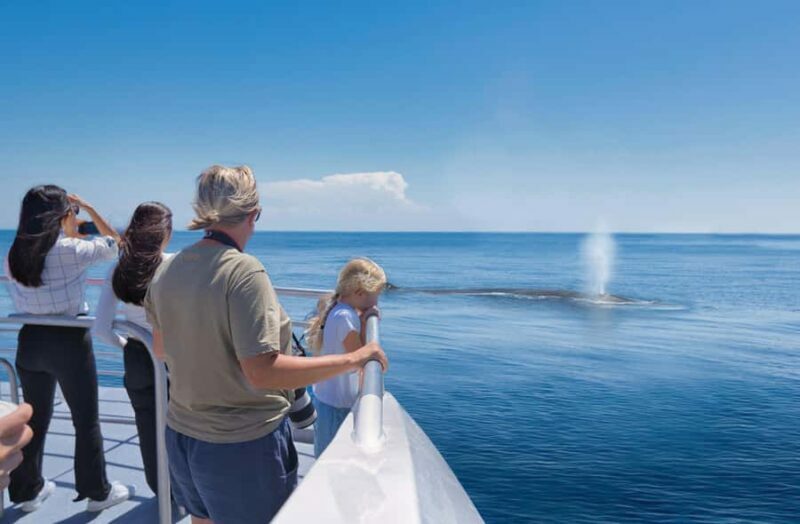 Auckland: Tikapa Moana Whales, Dolphins and Islands Cruise - Authentic Insights from Travelers