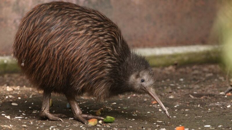 Auckland to Rotorua Small Group Tour & Activity Add-Ons - Itinerary Highlights