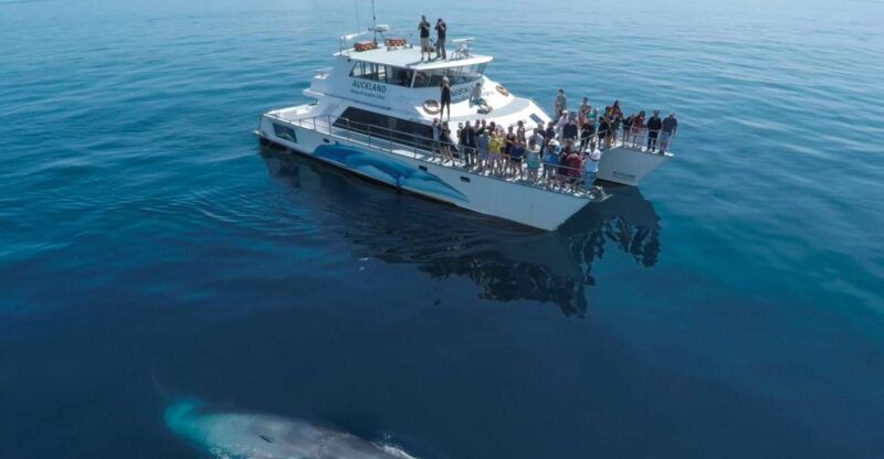 Auckland: Whale and Dolphin Watching Half-Day Eco Cruise - Cruise Details