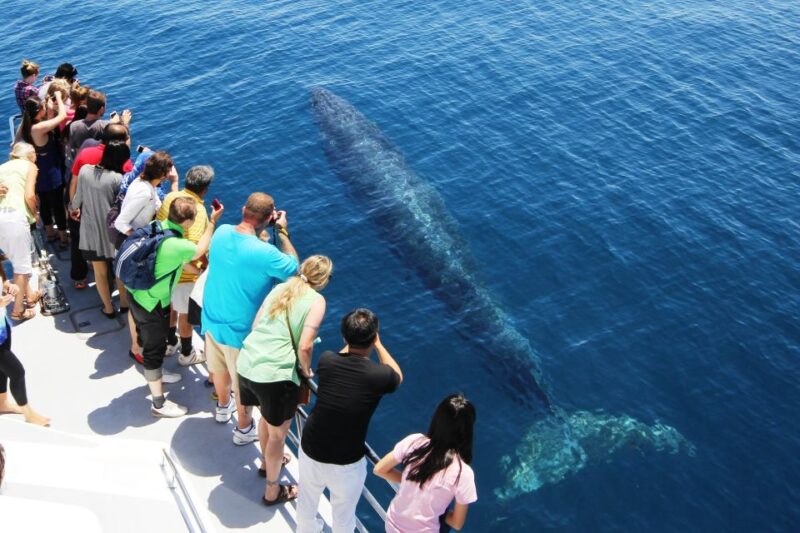 Auckland: Whale and Dolphin Watching Half-Day Eco Cruise - Customer Feedback