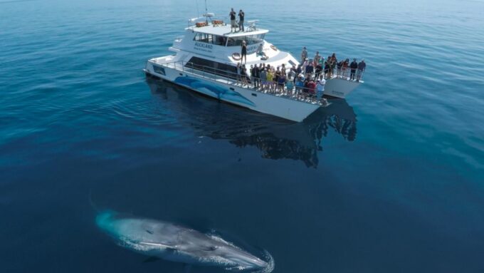 Auckland: Whale and Dolphin Watching Half-Day Eco Cruise - Marine Park Exploration