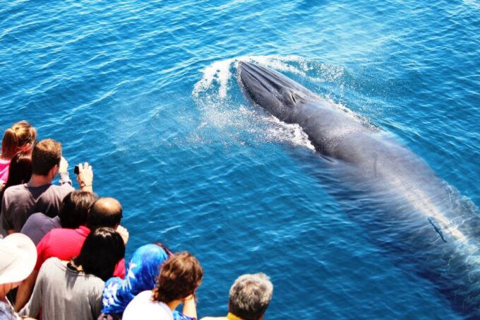 Auckland: Whale and Dolphin Watching Half-Day Eco Cruise - Sightings and Scenery