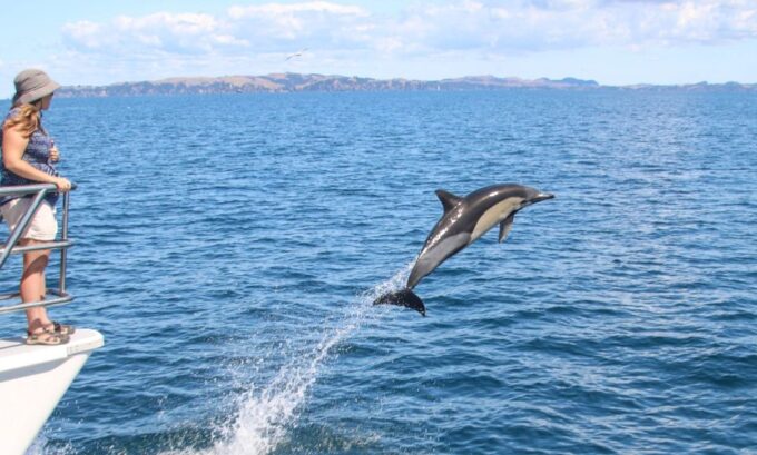Auckland: Whale and Dolphin Watching Half-Day Eco Cruise - Recap
