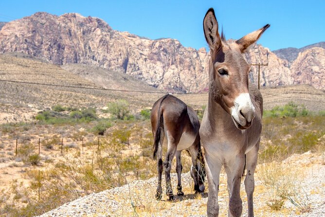Audio Driving Tour: Grand Canyon West, Hoover Dam Red Rock Canyon - Points of Interest Included